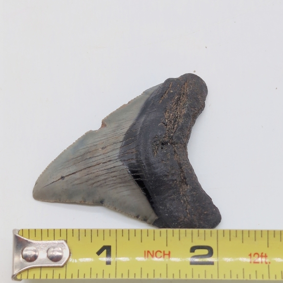 Real Otodus Megalodon Shark Tooth Fossil Sharp Serrations Black / Gray - Picture 2 of 8